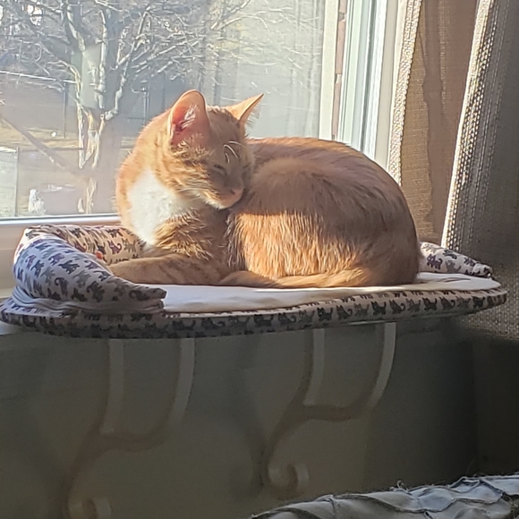 Meet your Posher, Carrie - Picture 8 of 13